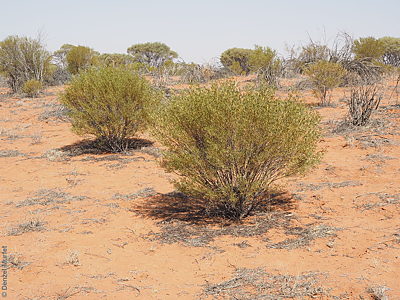 Senna artemisioides ssp. zygophylla p Denzel Murfet Sturt NP